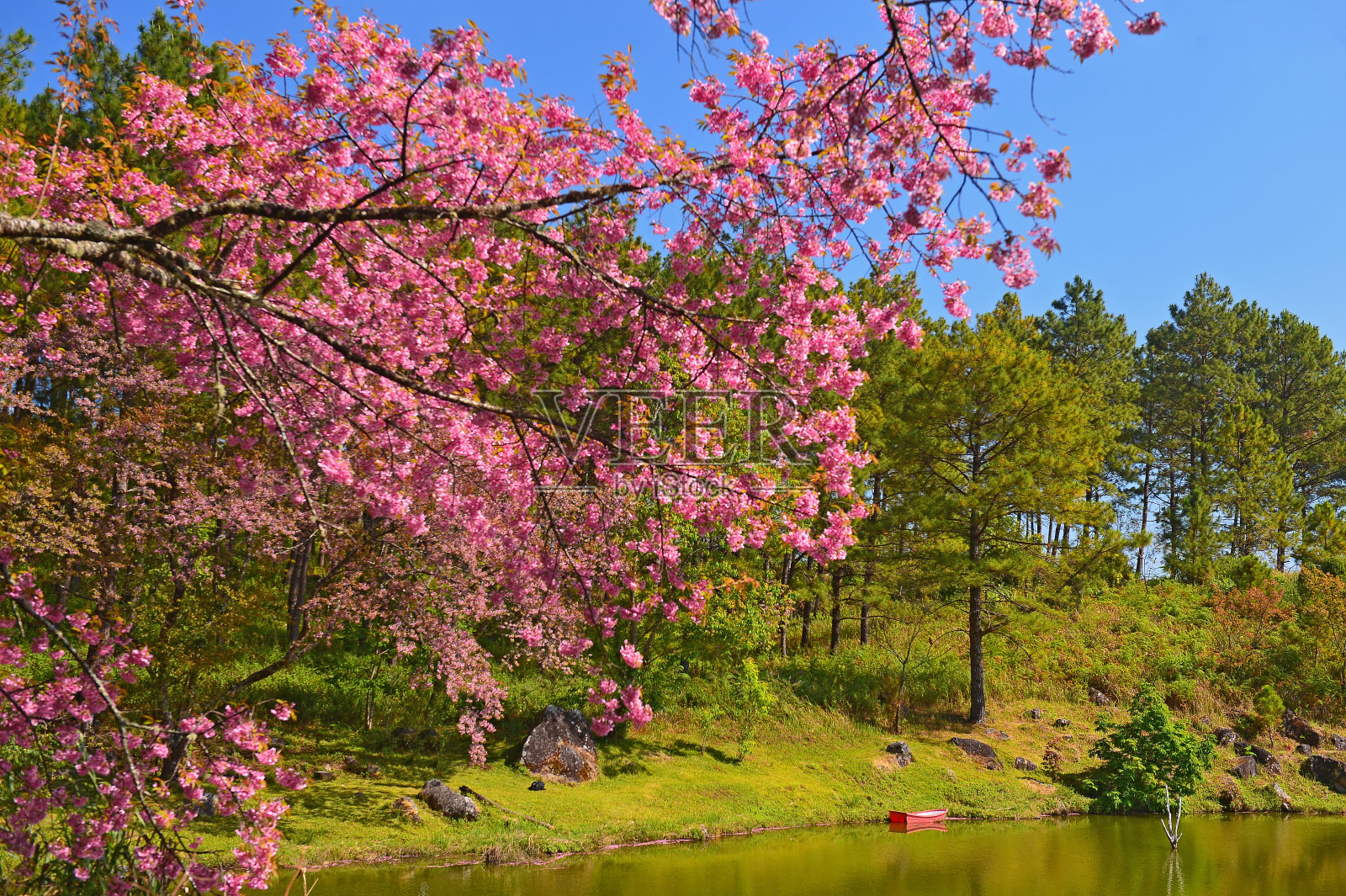 野生喜玛拉雅樱桃景观以荣涛纳日农业为主照片摄影图片