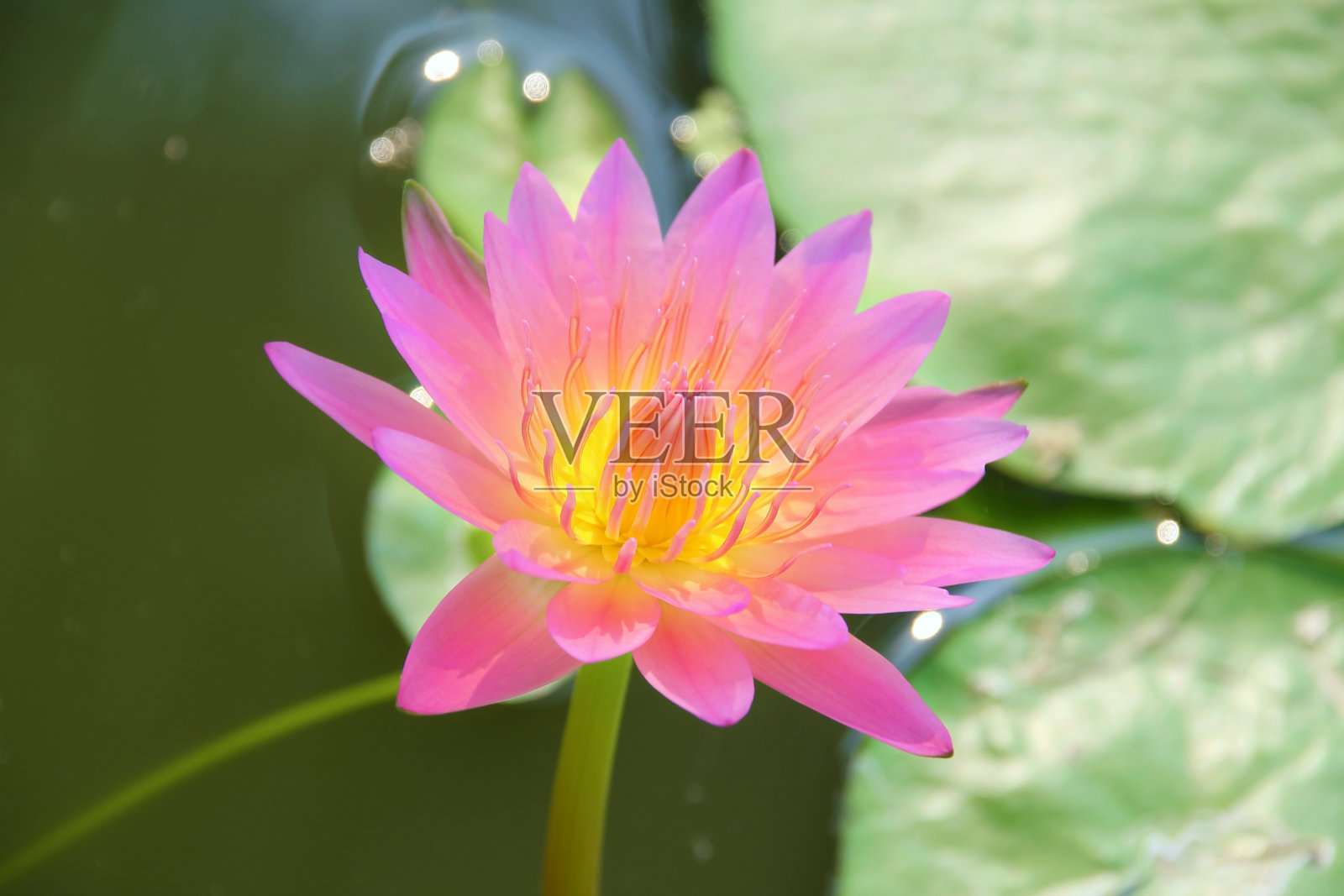 花照片摄影图片