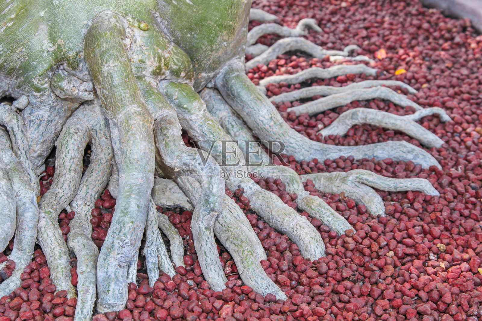 腺豆根有红色的结石照片摄影图片