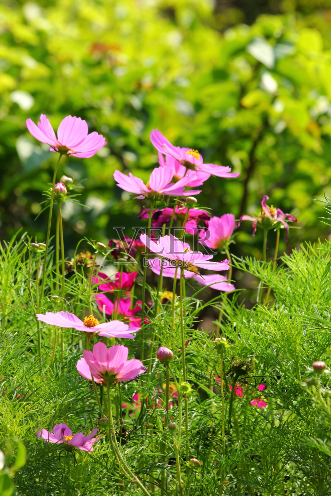 泰国的花园照片摄影图片