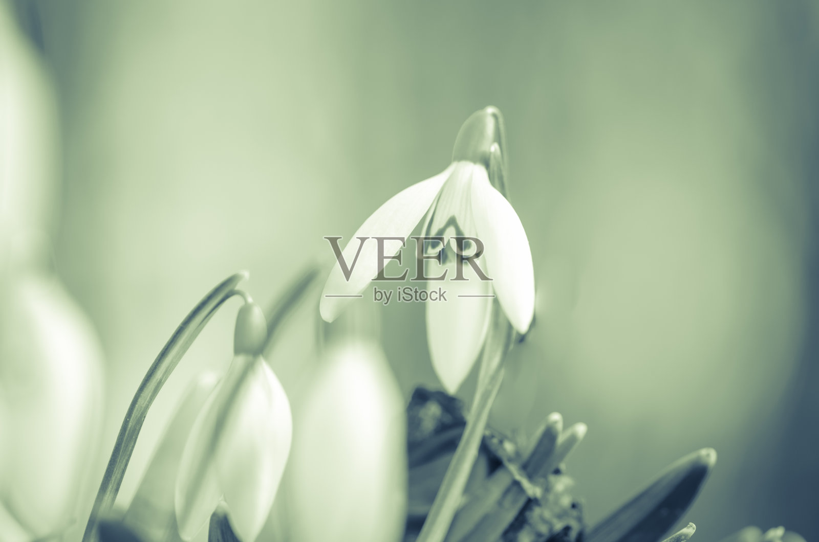 白色的雪花莲照片摄影图片