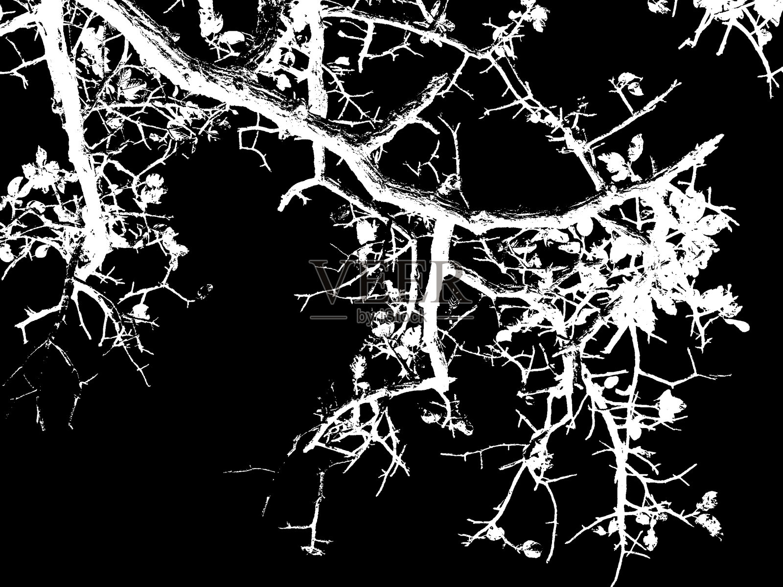 树的轮廓照片摄影图片