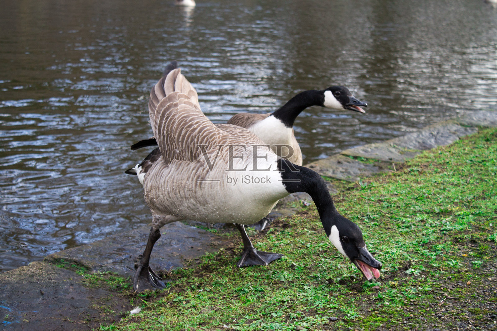 一对加拿大鹅照片摄影图片