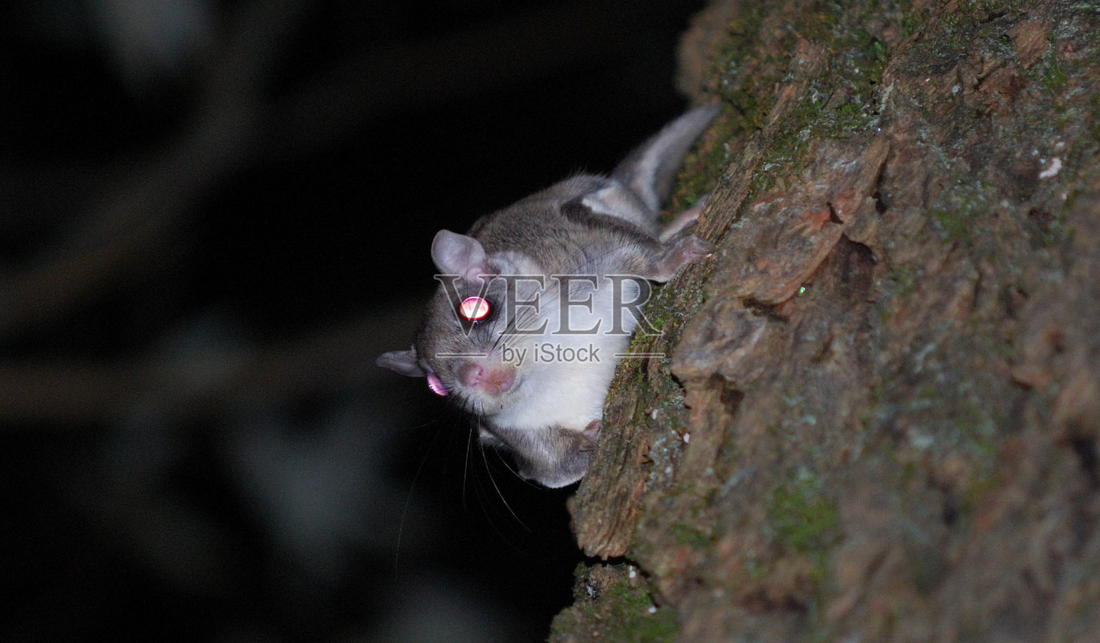 会飞的松鼠照片摄影图片