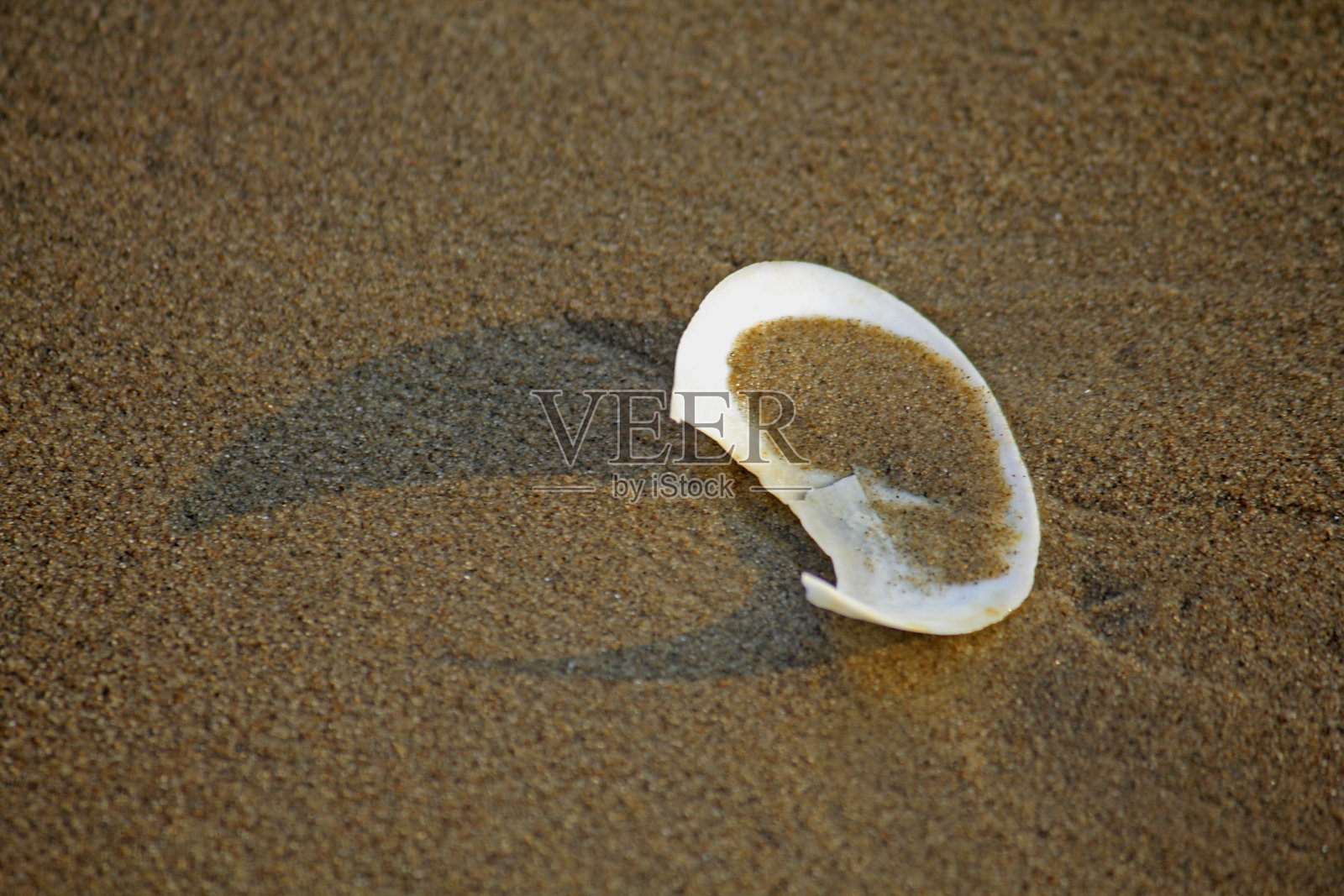 沙滩上的贝壳照片摄影图片