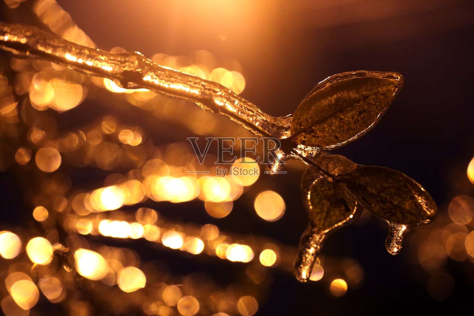 树枝上覆盖着冰照片摄影图片