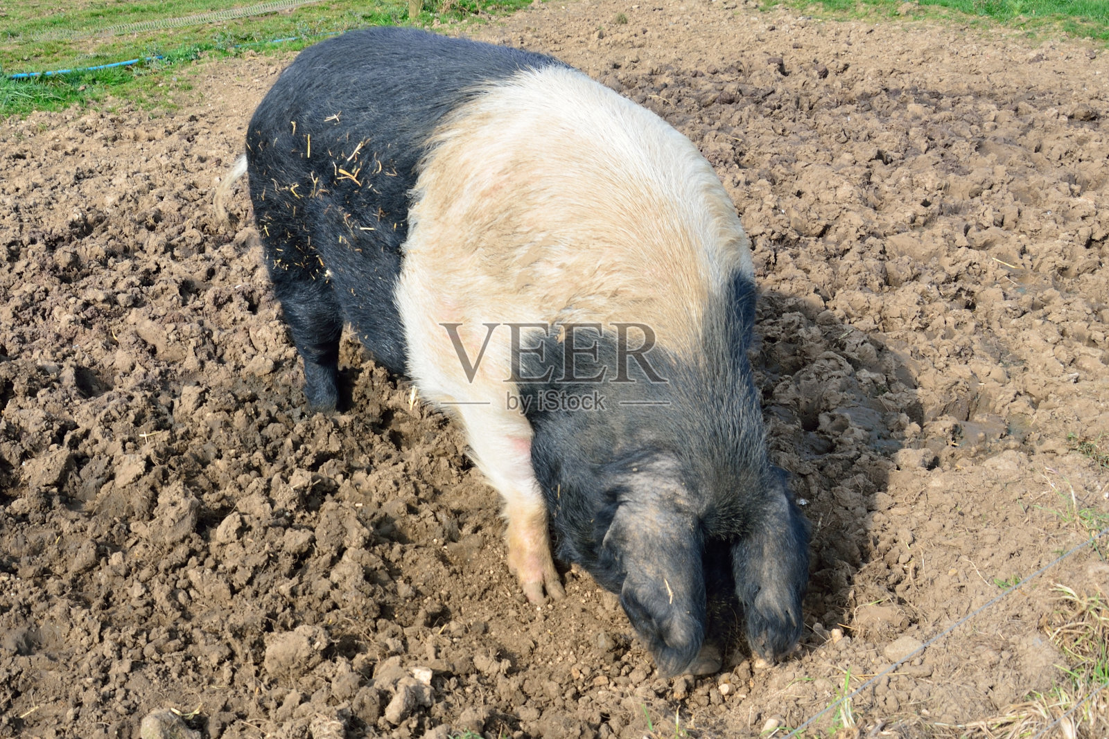 猪喂照片摄影图片