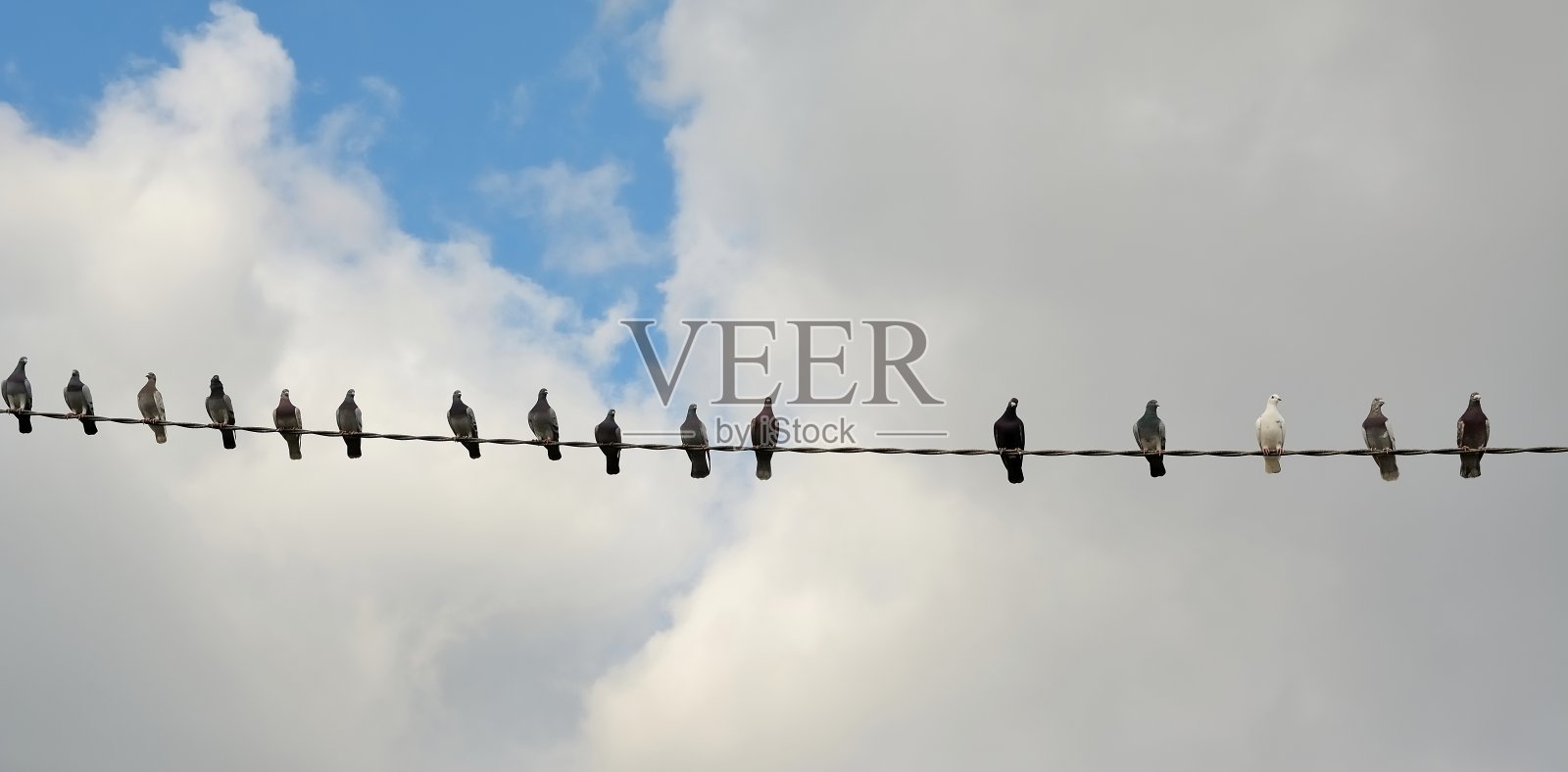 鸽子照片摄影图片