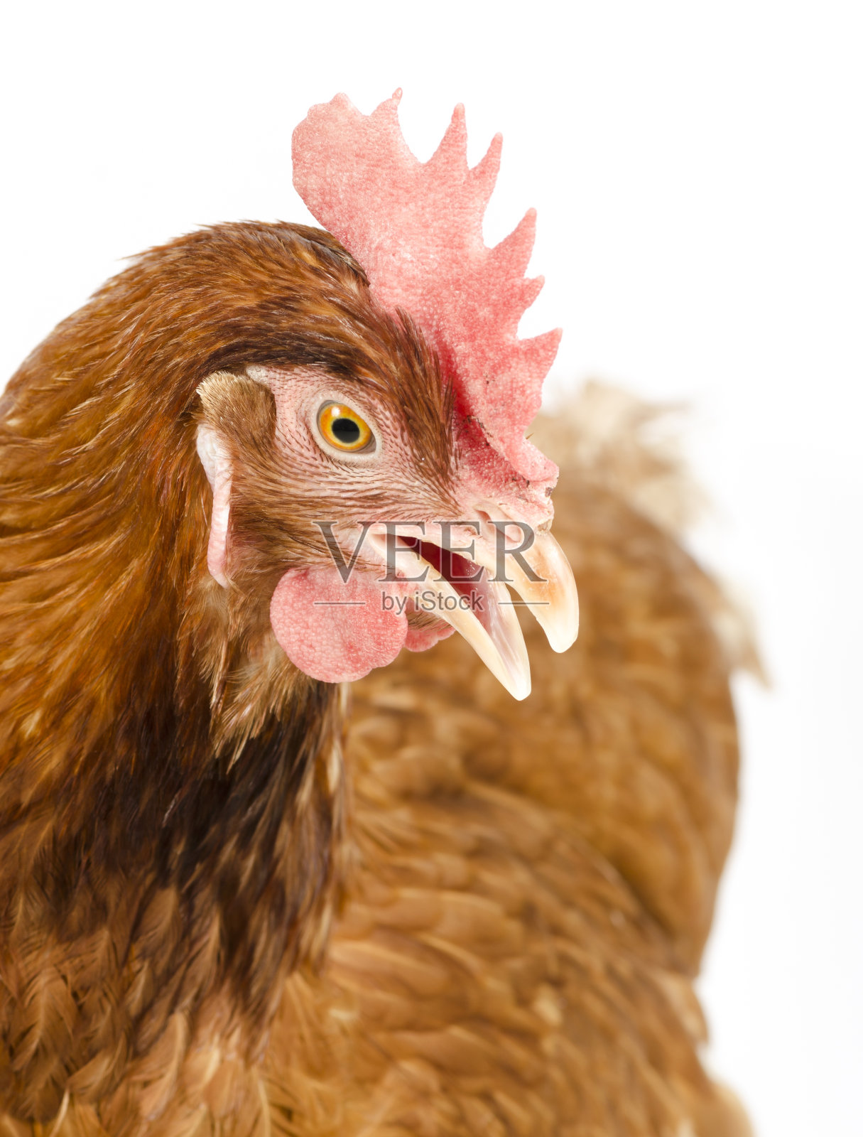 育龄母鸡,孤立在白色背景上照片摄影图片