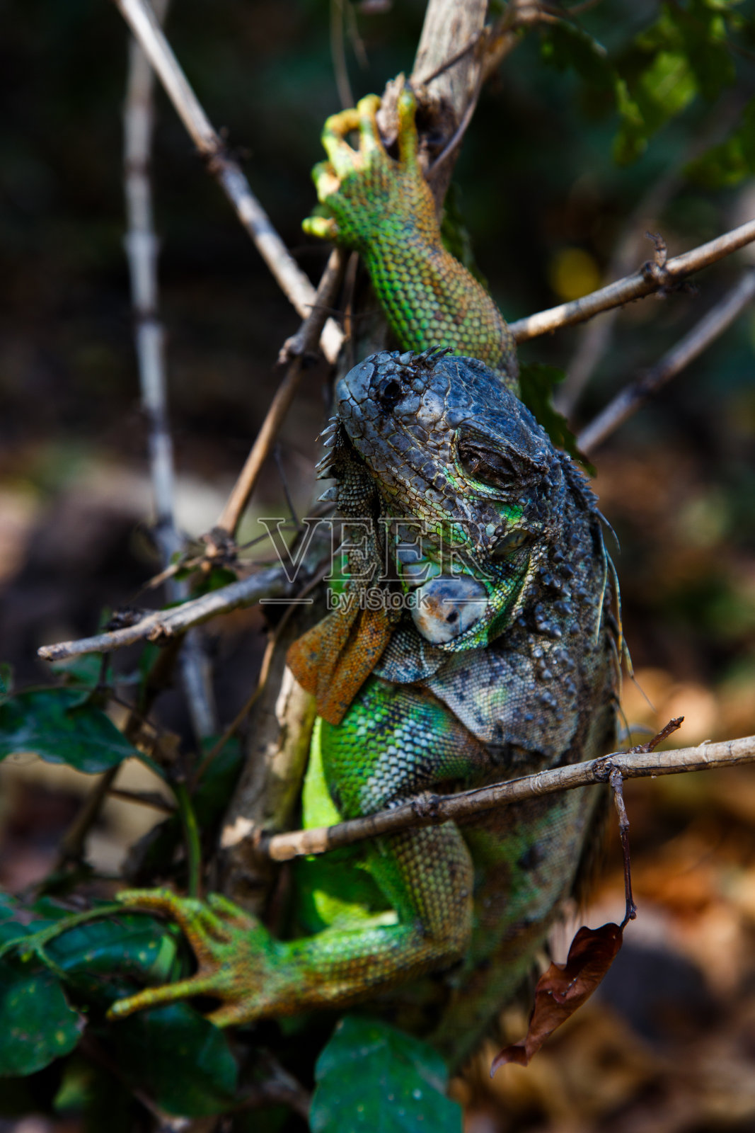 鬣蜥在树照片摄影图片