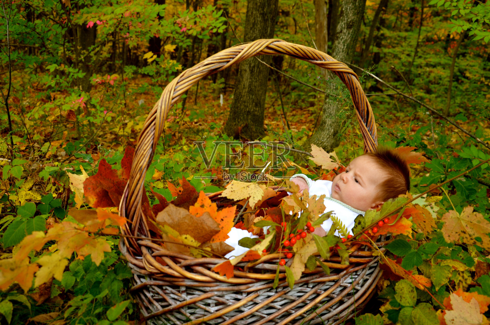 新婴儿在篮子里照片摄影图片