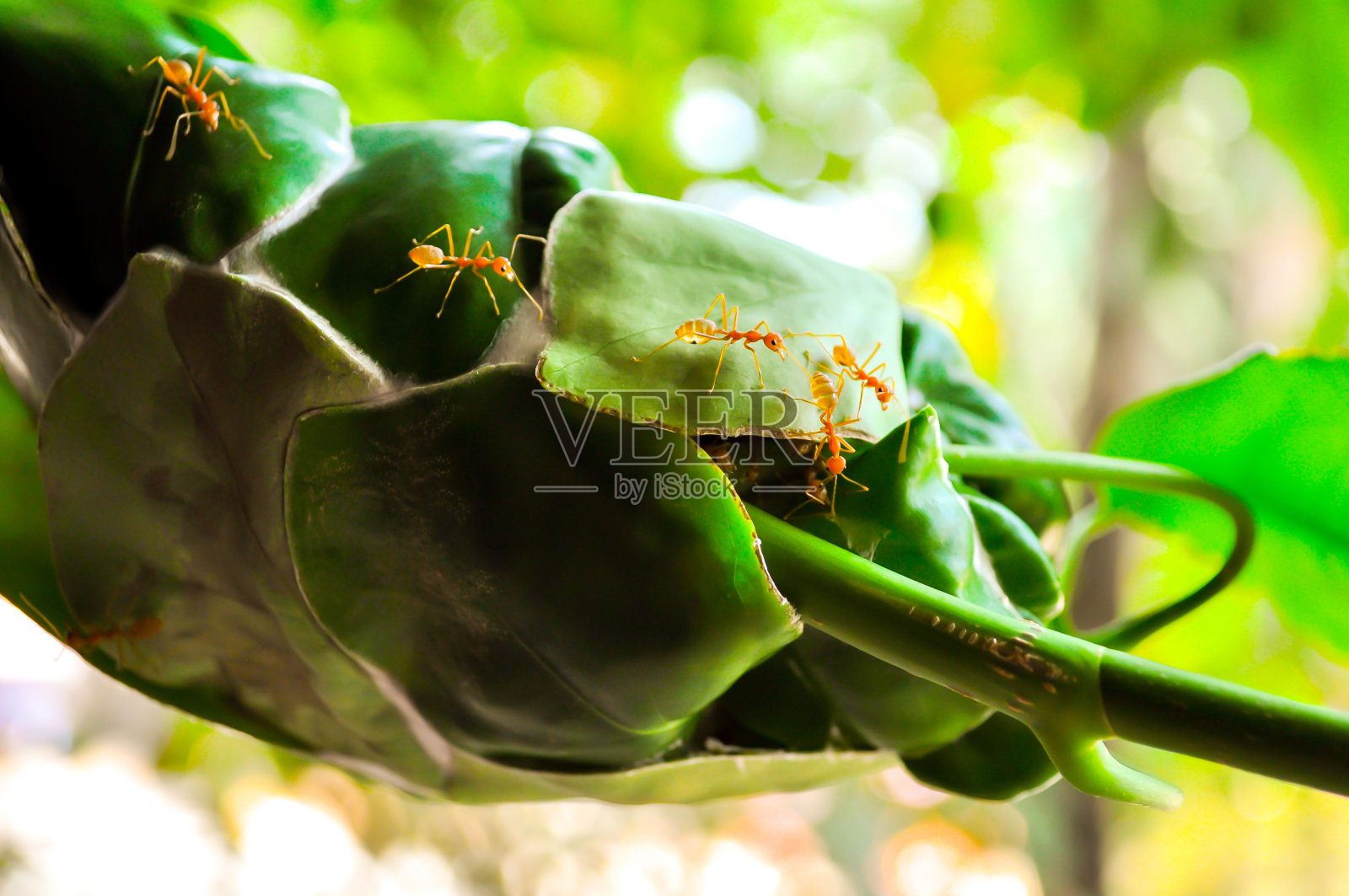 蚂蚁窝照片摄影图片