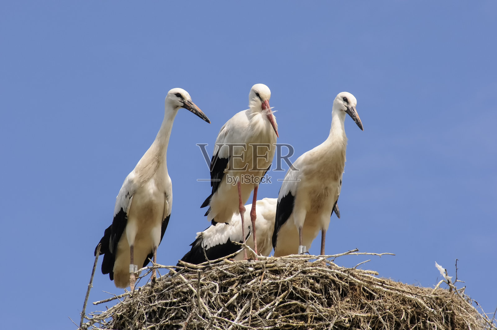 鸟巢上的鹳站成一排照片摄影图片