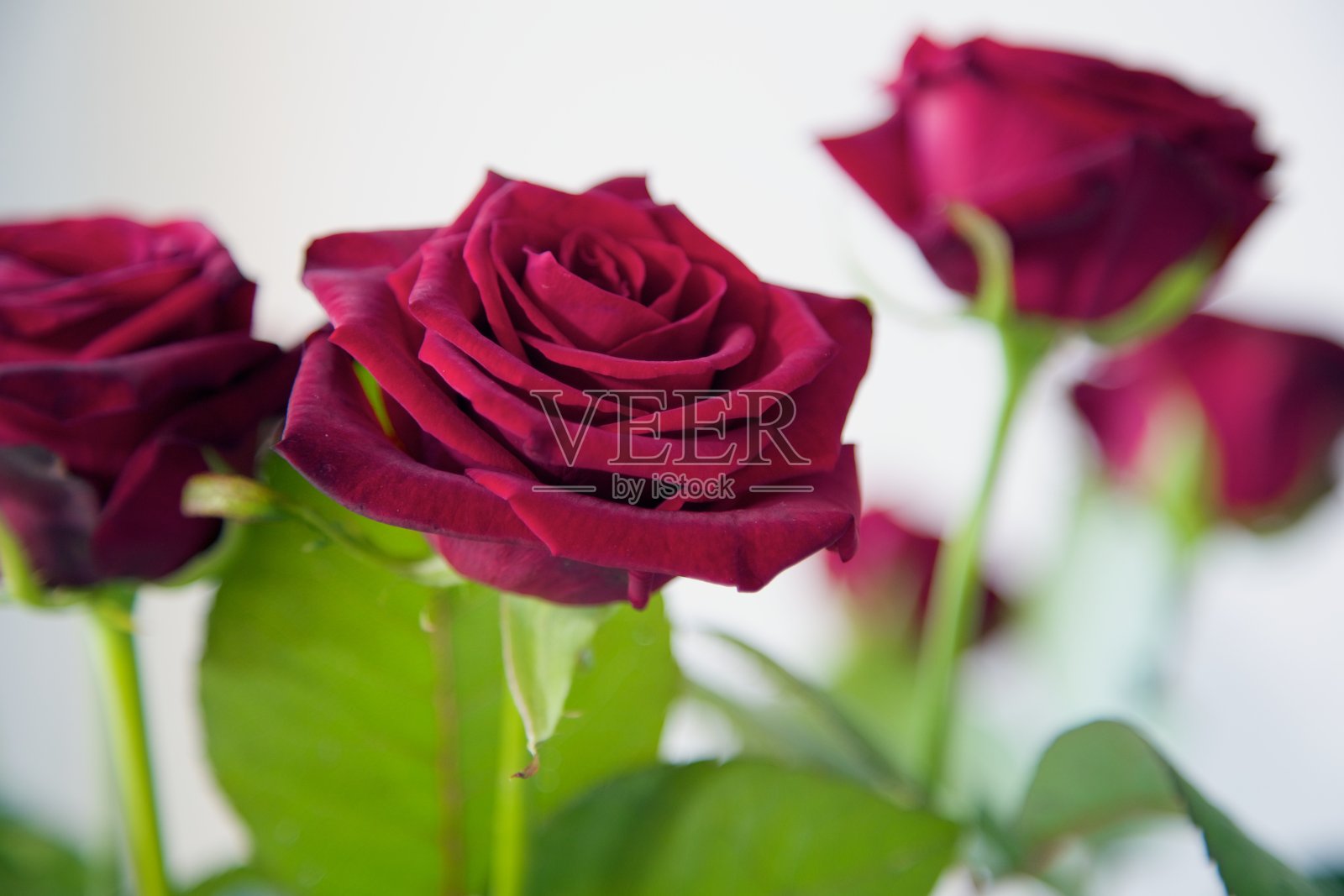 束玫瑰照片摄影图片