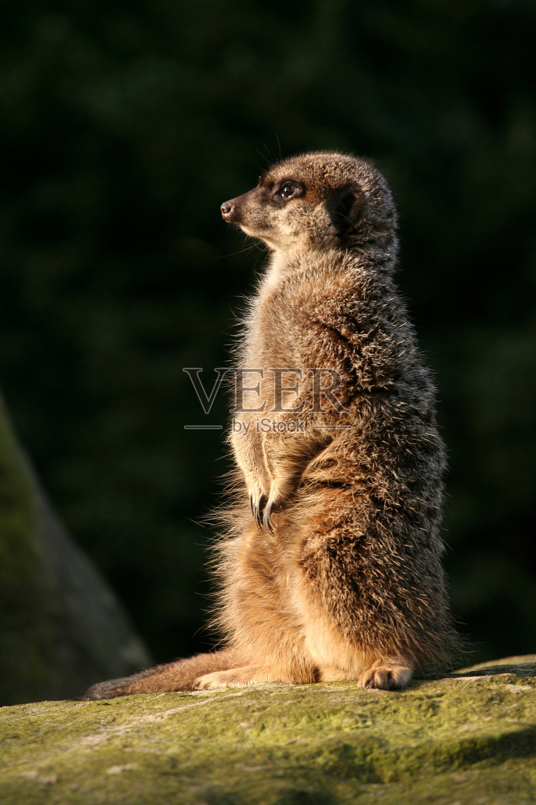 猫鼬站在保安照片摄影图片