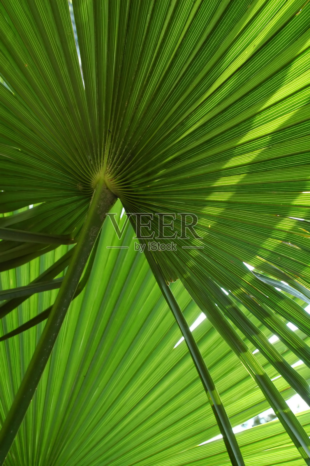 热带棕榈叶照片摄影图片