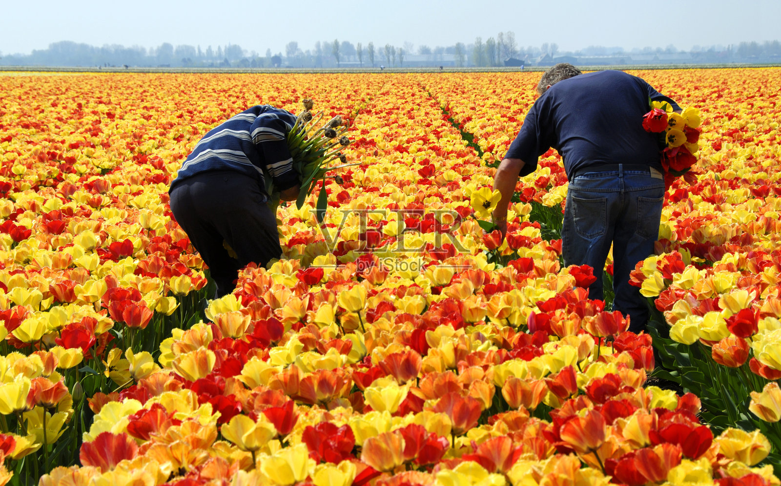 检查郁金香照片摄影图片