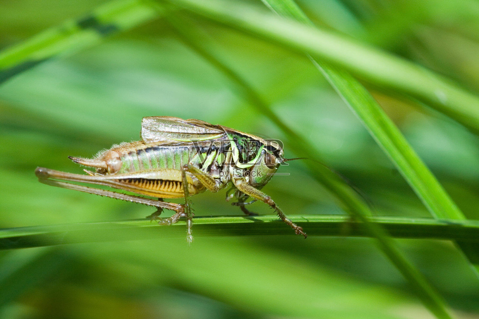 绿色蚱蜢照片摄影图片