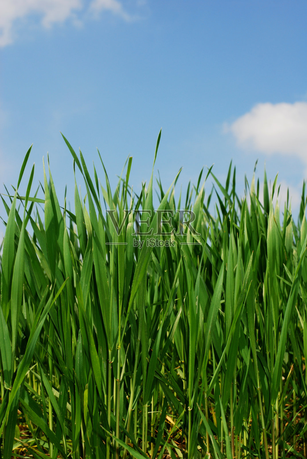 绿草茎照片摄影图片