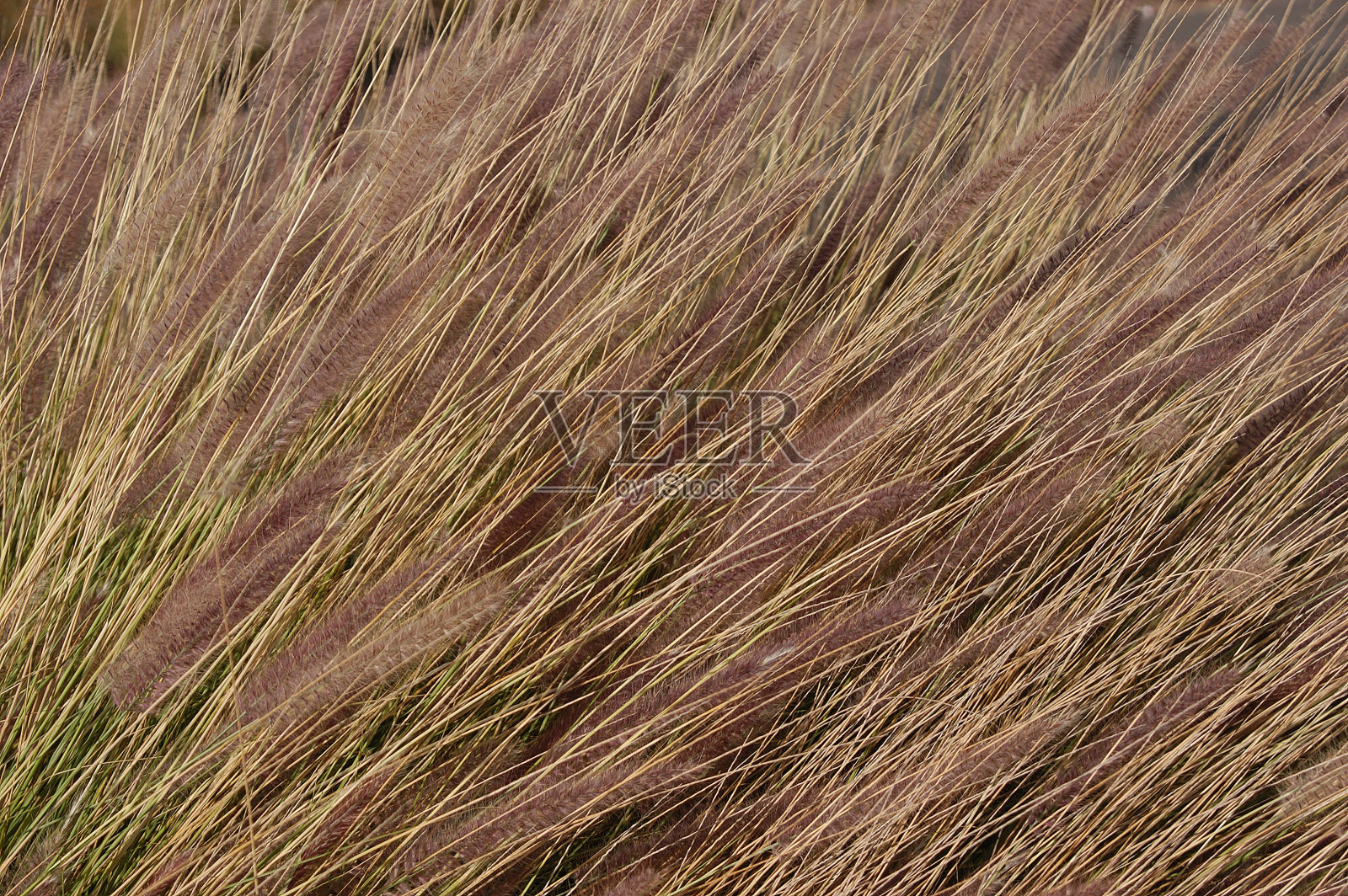 在风中飘荡照片摄影图片