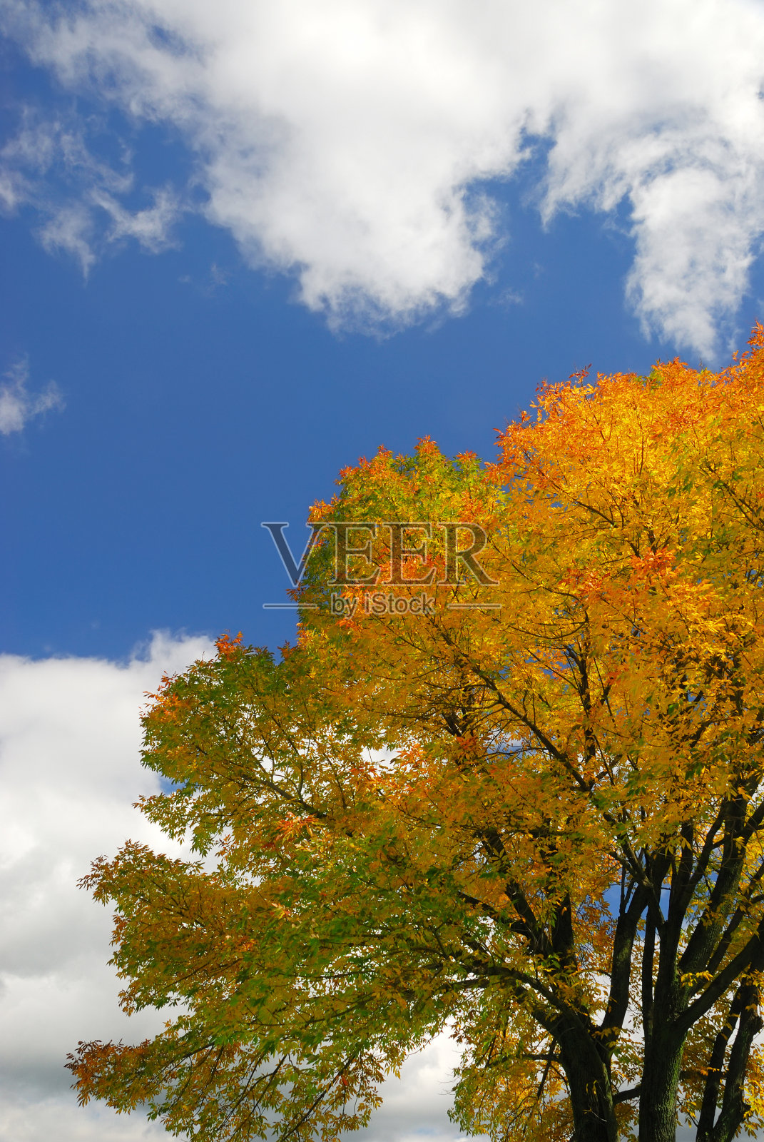 秋天的树和天空照片摄影图片