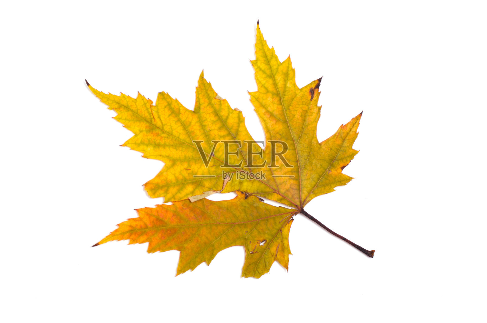 秋天的叶子照片摄影图片