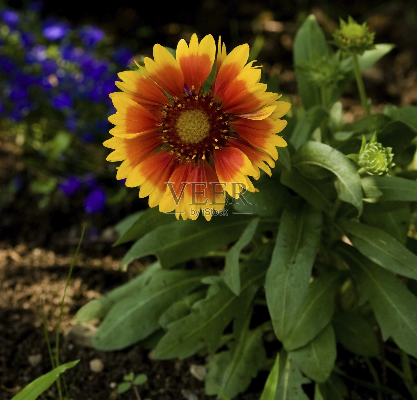 橙色的花与黄色的花瓣照片摄影图片