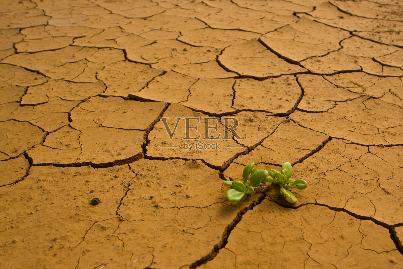 干旱的植物照片摄影图片