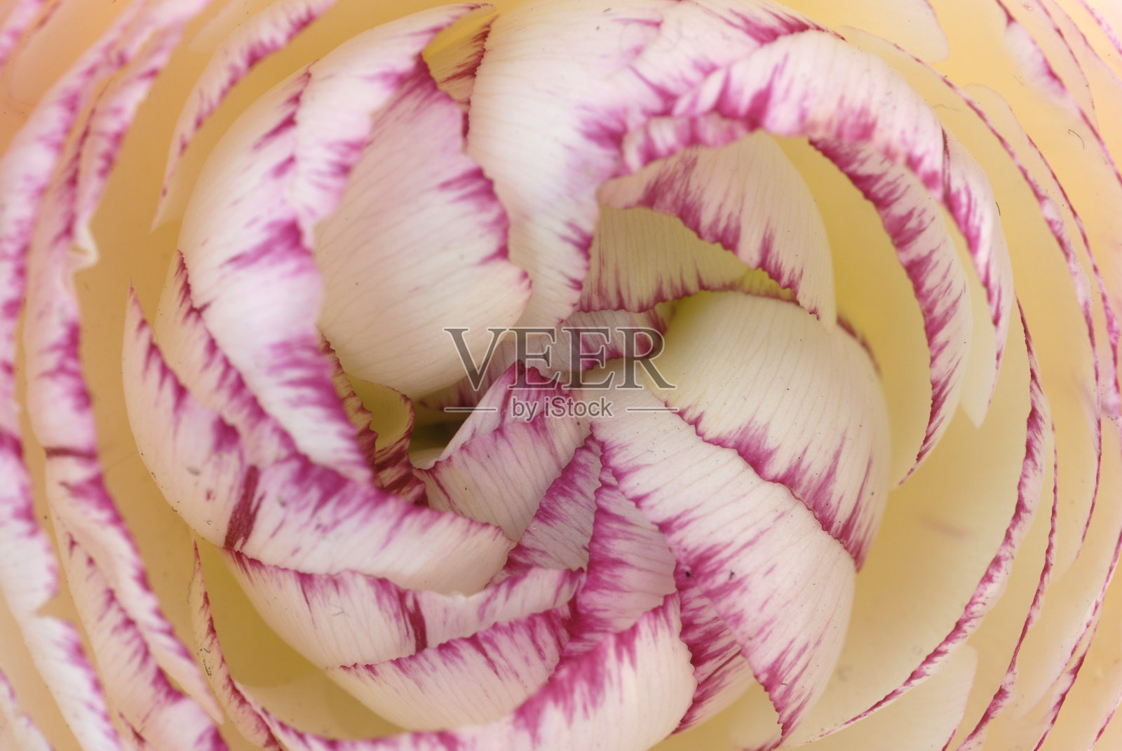 花的细节照片摄影图片