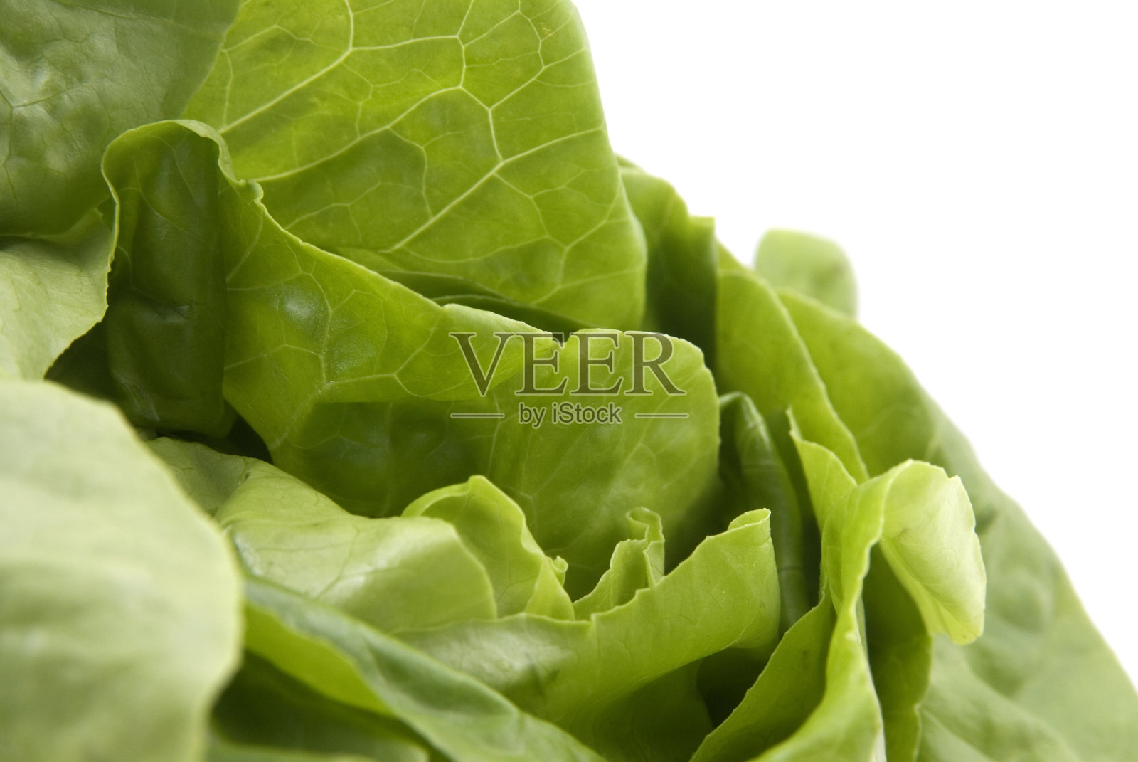 球生菜生菜照片摄影图片