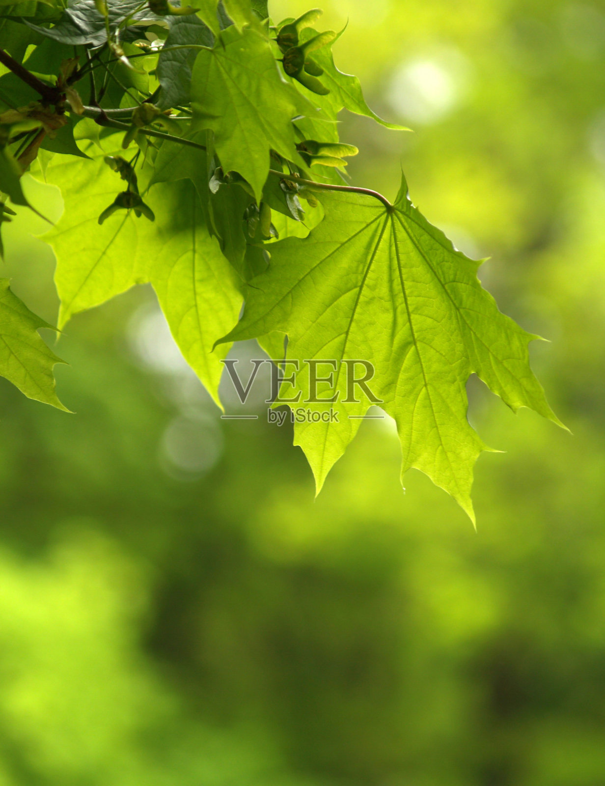 绿色的树叶照片摄影图片