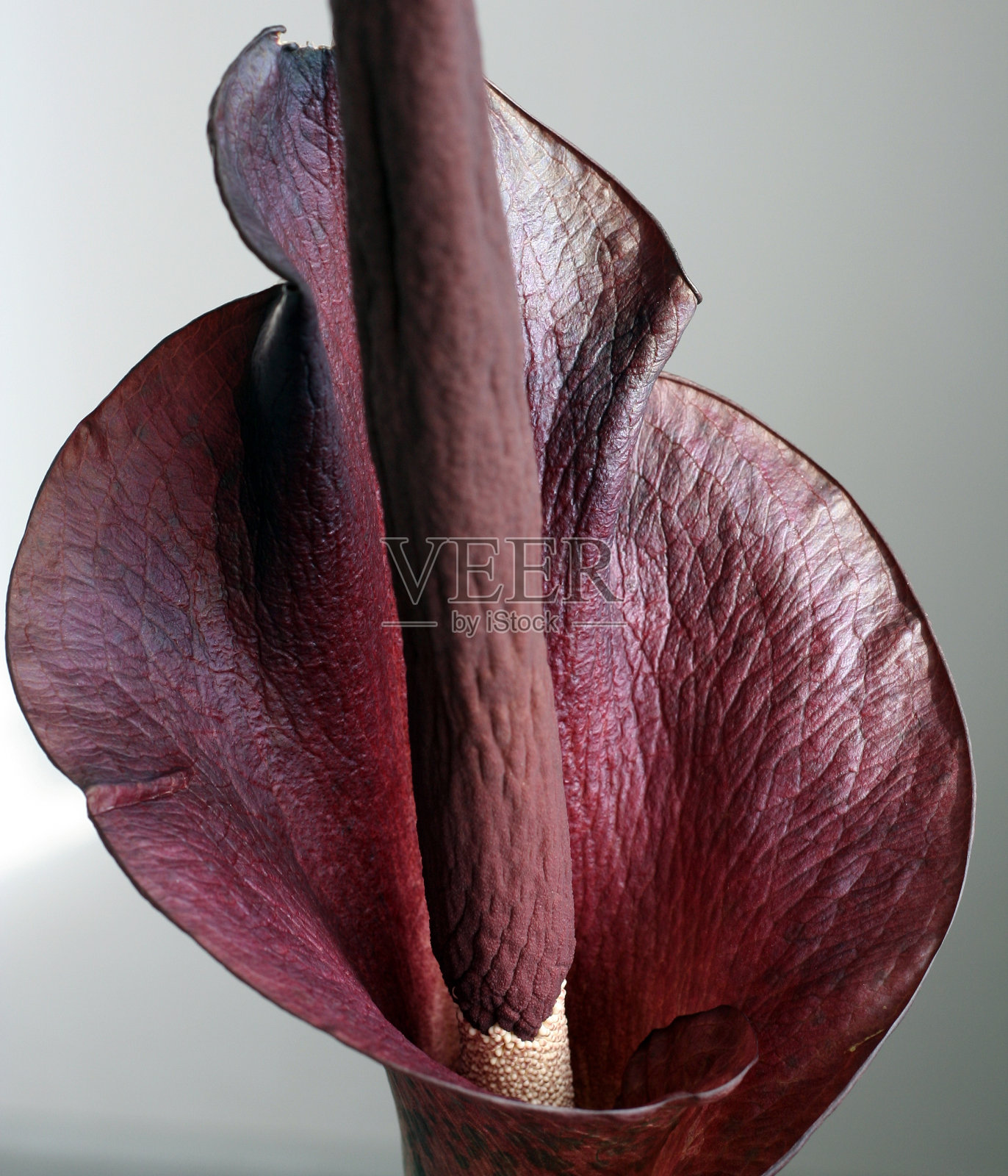 花照片摄影图片