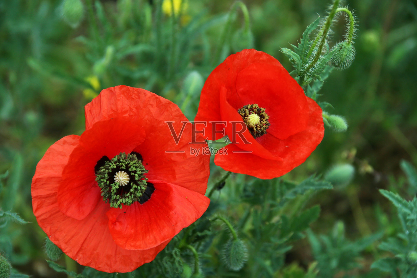 野花照片摄影图片