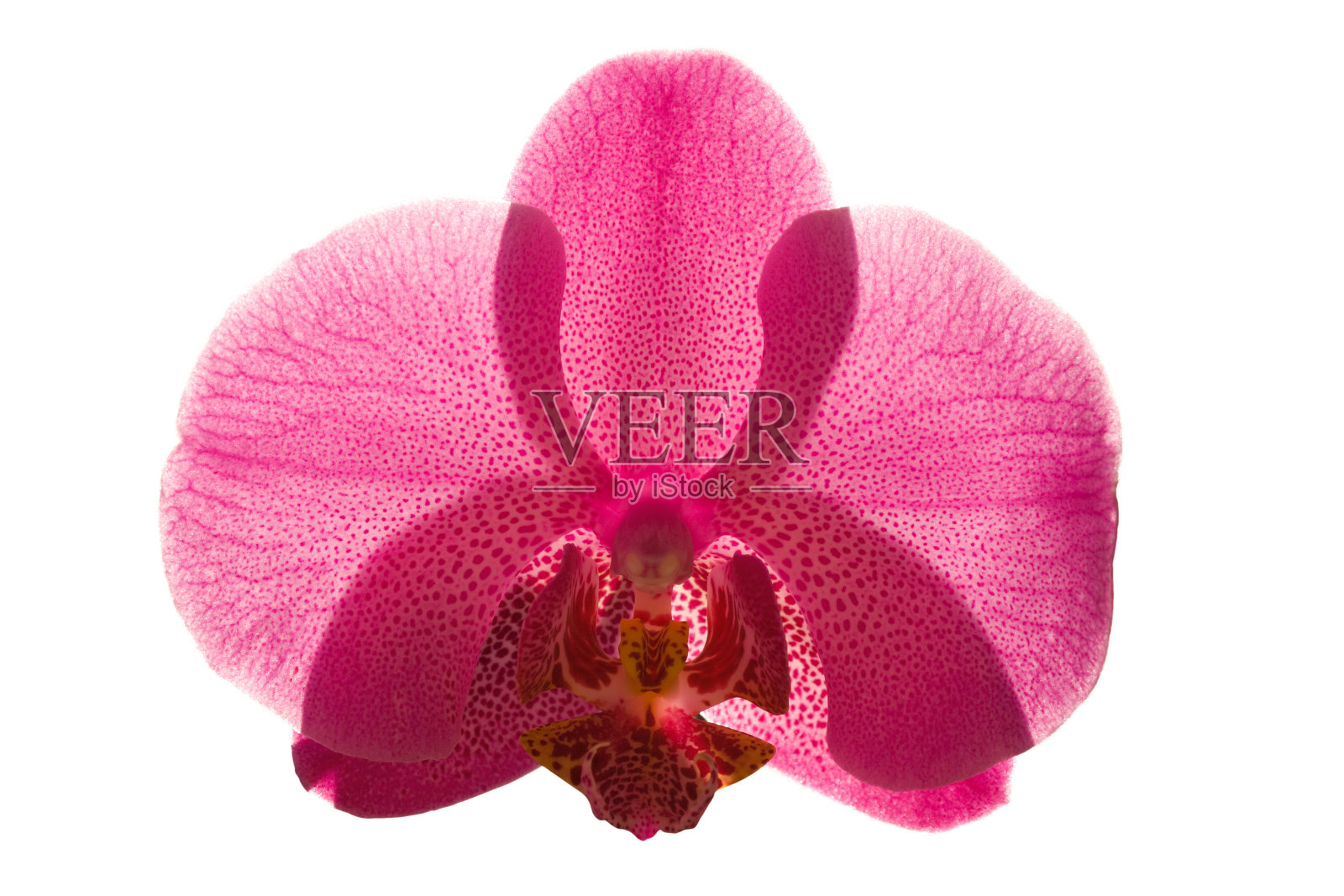 单朵兰花花,背光,剪小路照片摄影图片