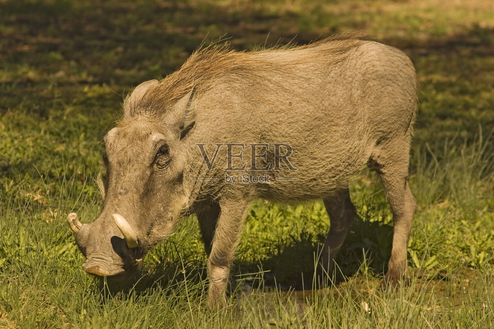 疣猪照片摄影图片