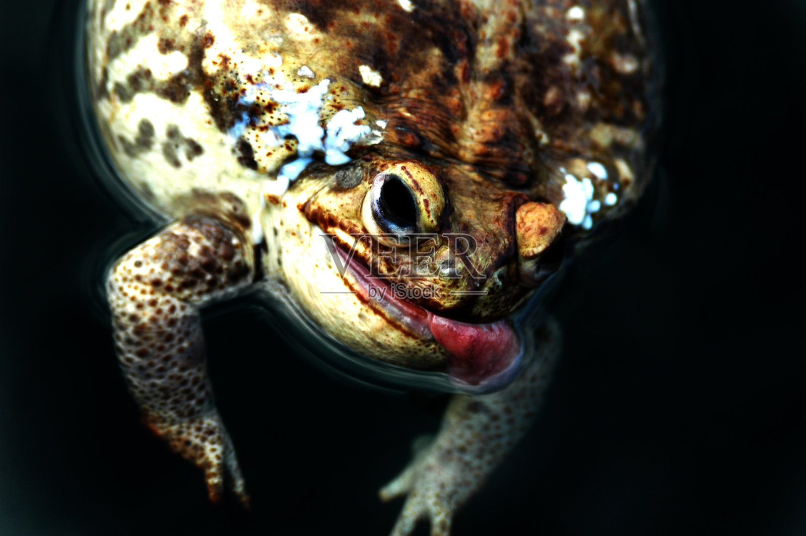 沼泽蟾蜍照片摄影图片