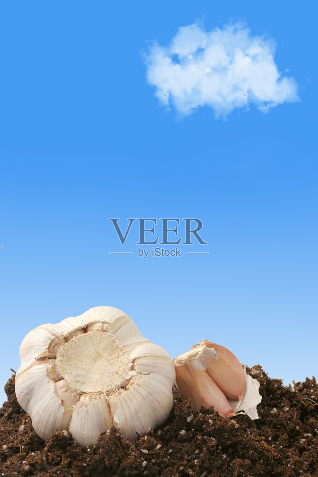 大蒜在泥照片摄影图片