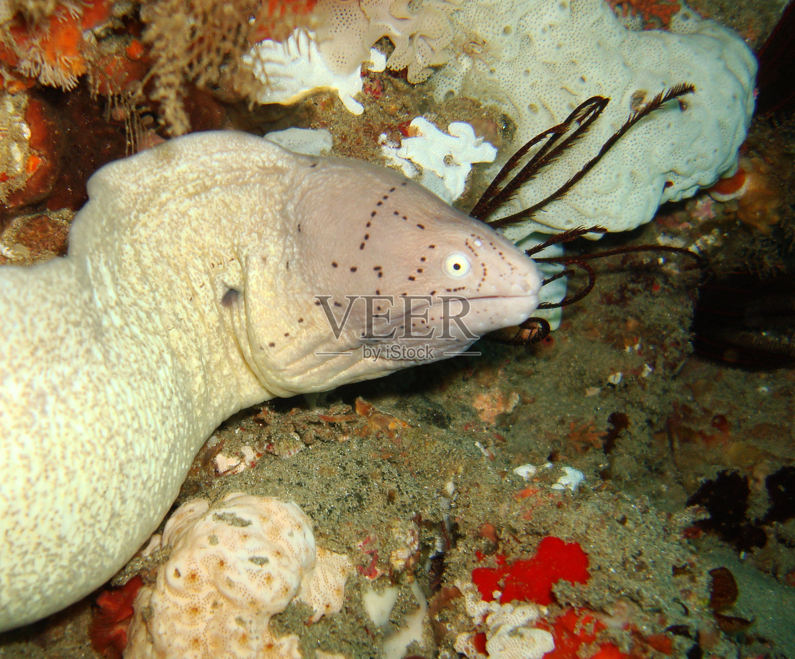 几何条海鳗照片摄影图片