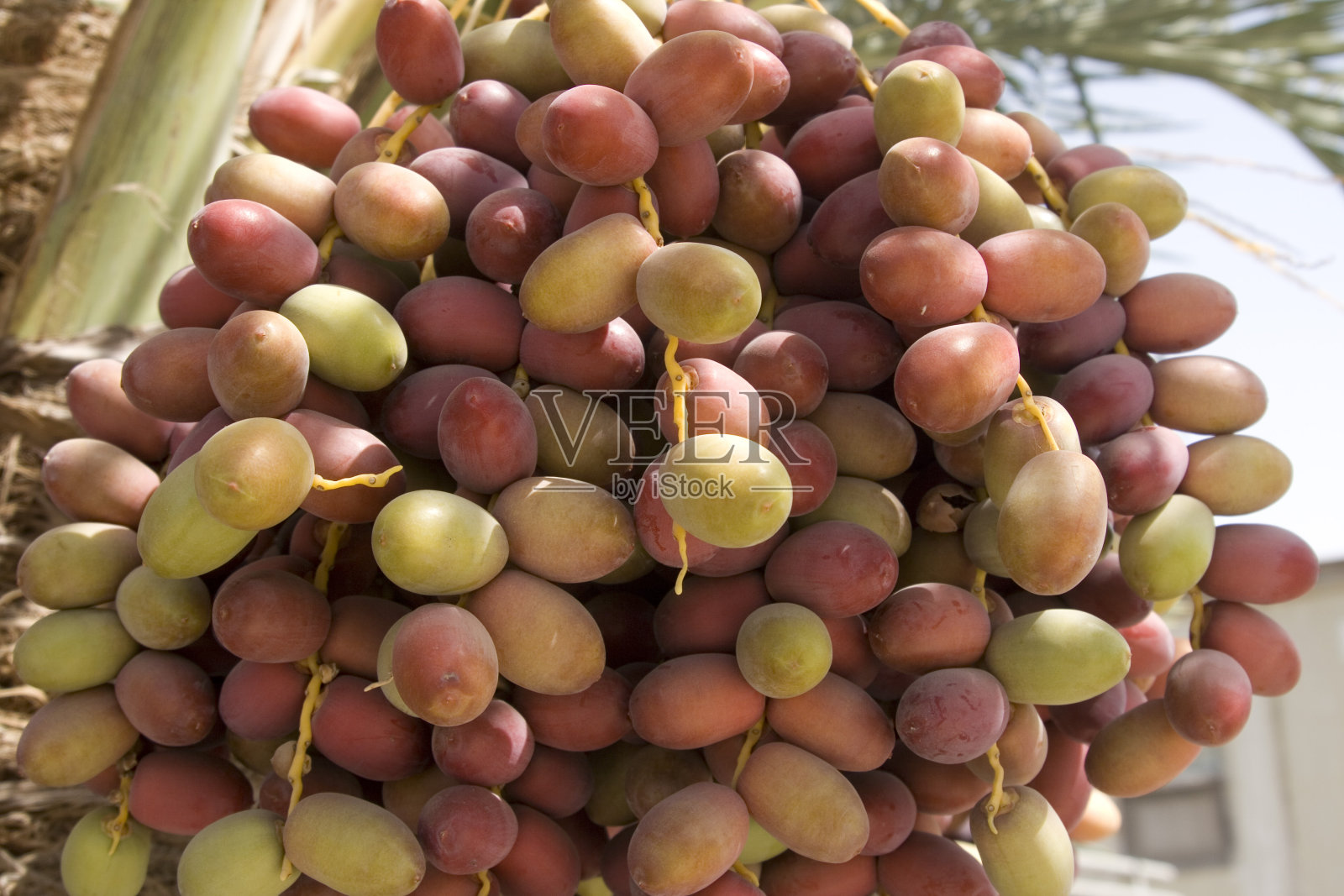 日期照片摄影图片