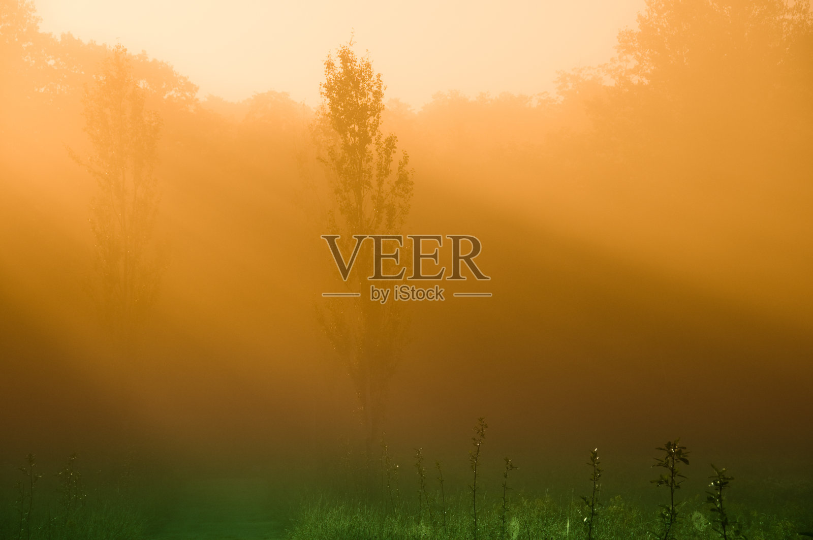 神秘的早晨照片摄影图片