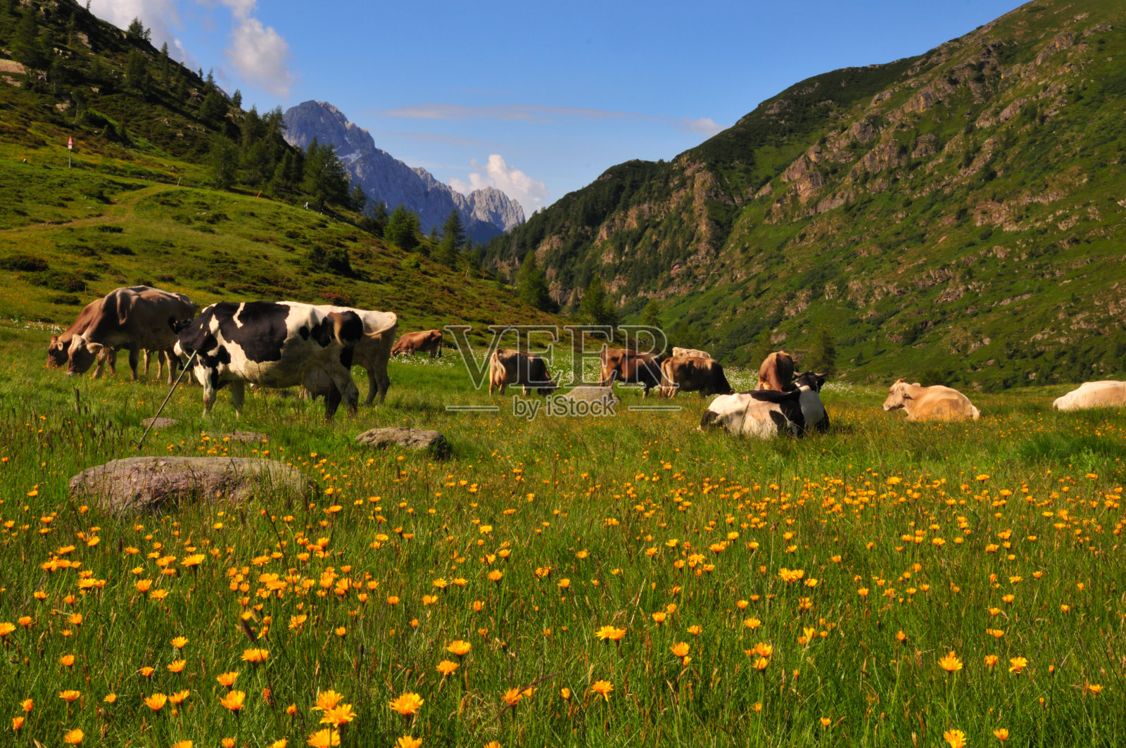 奶牛在阳光明媚的高山草地上吃草休息照片摄影图片