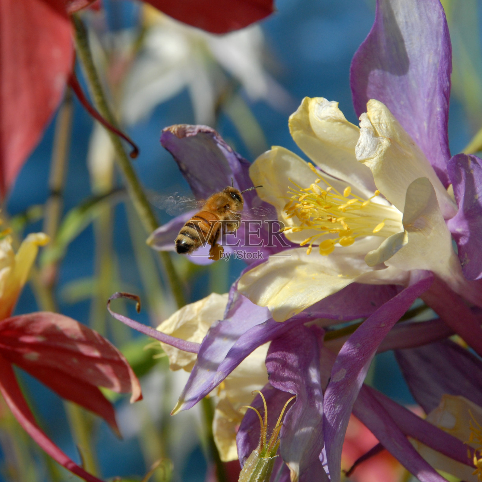 蜜蜂在最后进场照片摄影图片