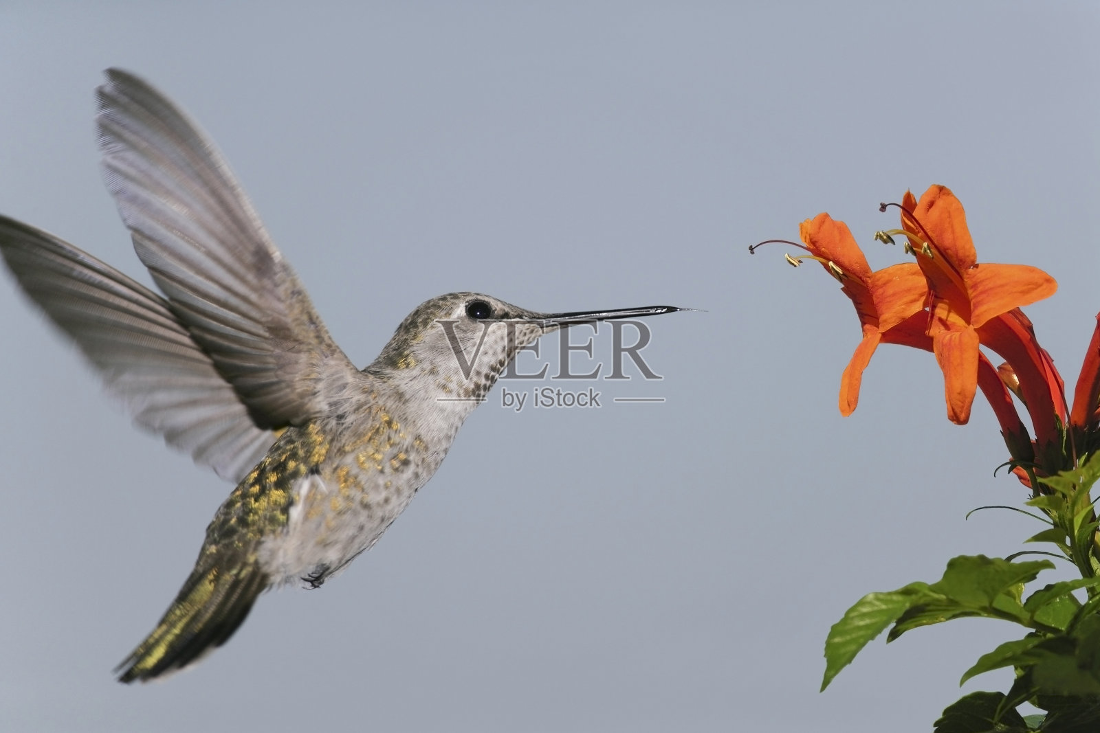 安娜的蜂鸟照片摄影图片