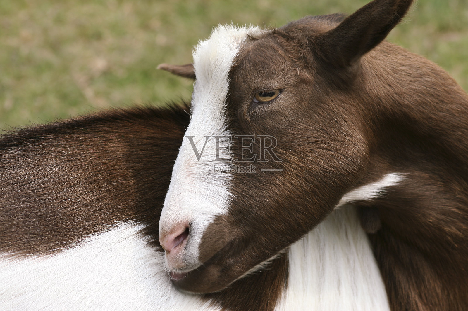 塔姆沃思猪羊照片摄影图片