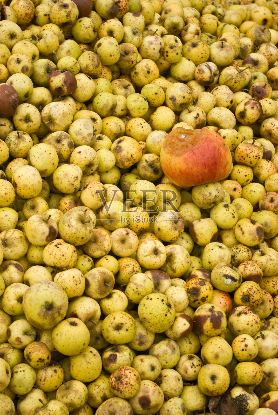 更多的法国苹果酒照片摄影图片