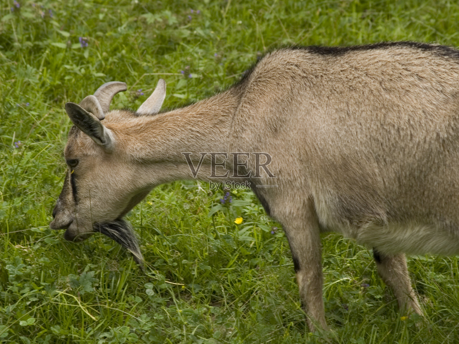 山羊照片摄影图片