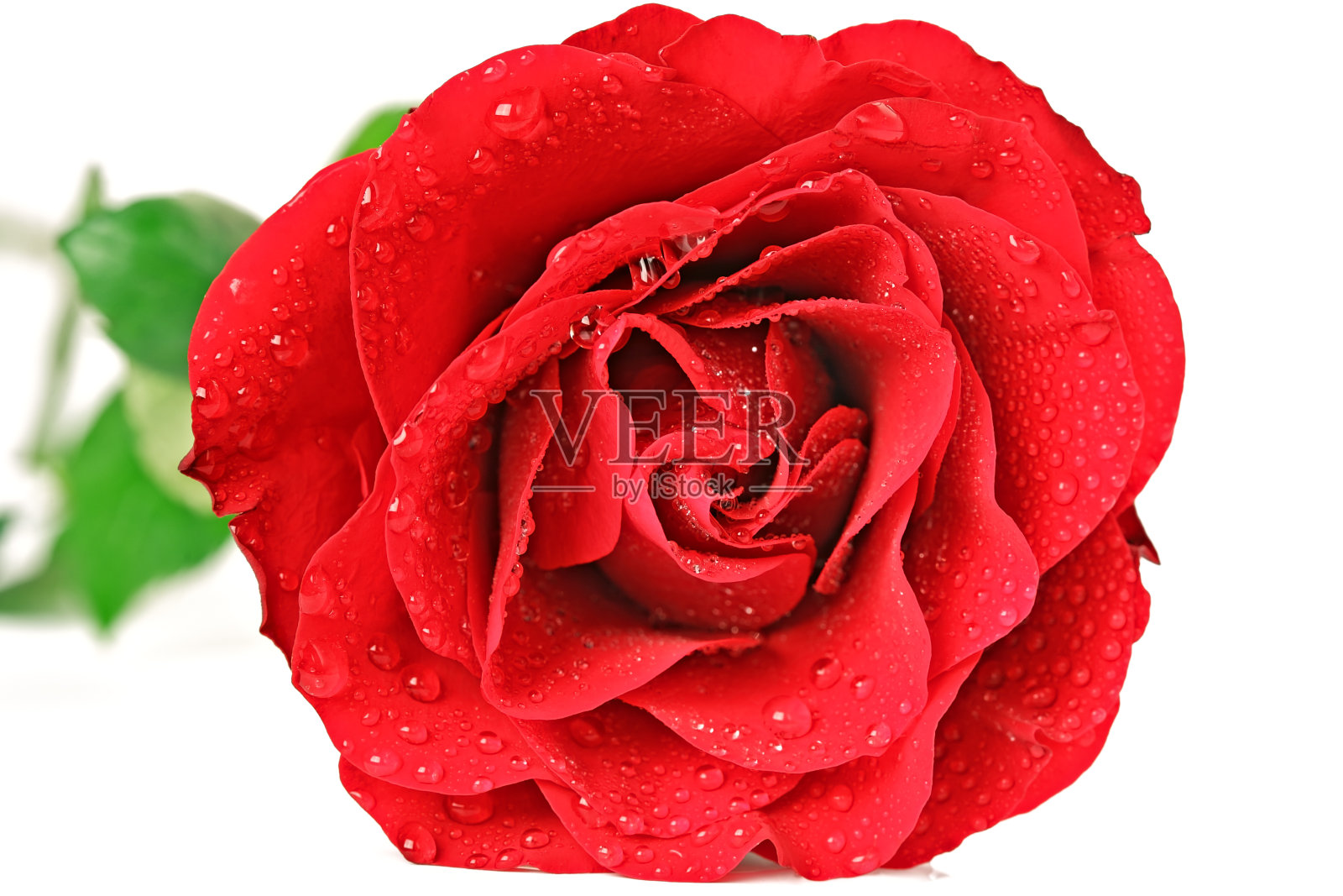 红玫瑰照片摄影图片