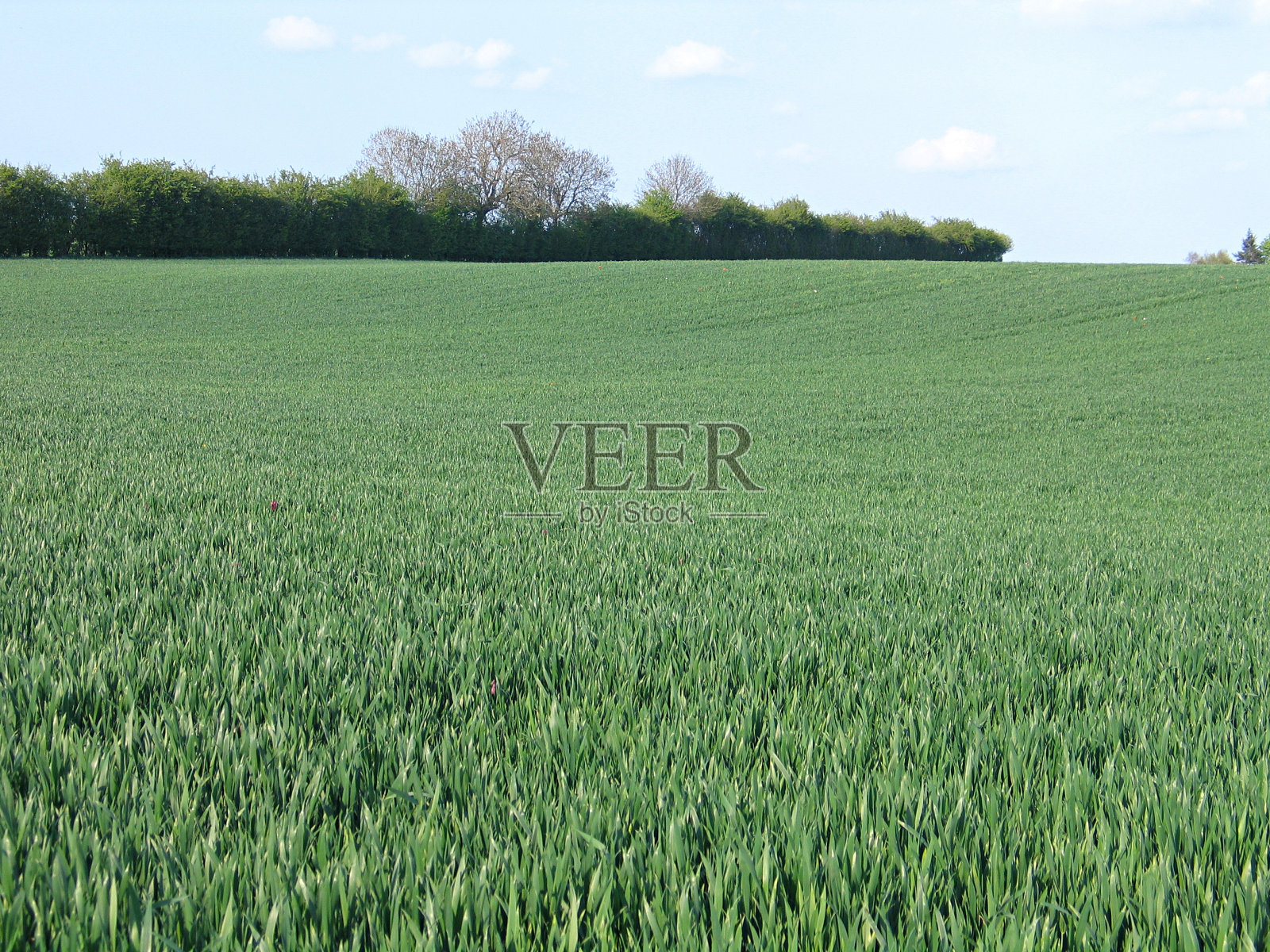 绿色的田野,背景是树木照片摄影图片