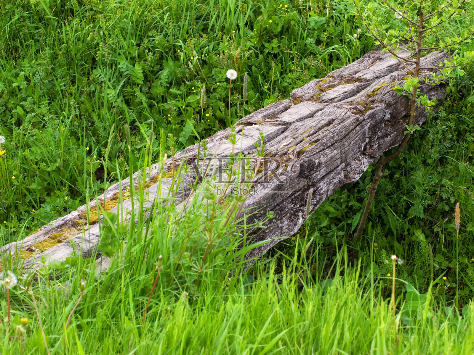 森林的途径照片摄影图片