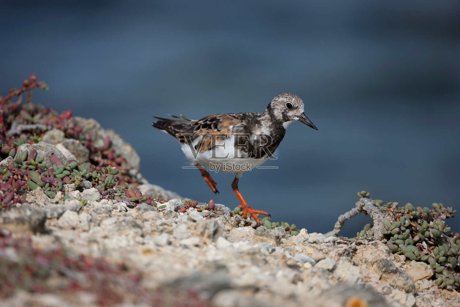 红鸟照片摄影图片